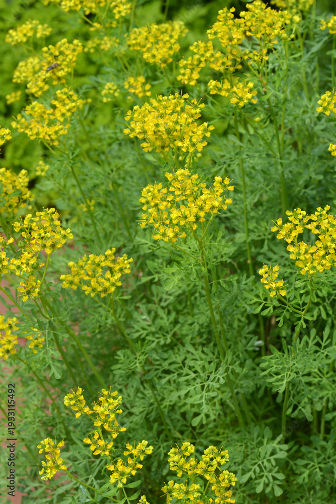 Obraz premium Weinraute, Gartenraute, Ruta graveolens