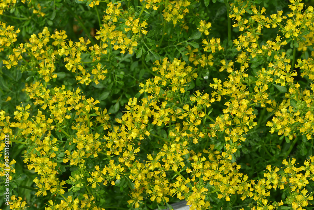 Fototapeta premium Weinraute, Gartenraute, Ruta graveolens