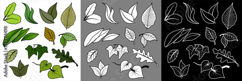 Ensemble de pictogrammes représentant divers feuilles d’arbre - 3 versions : couleur, blanc au contour noir et contour filaire blanc.