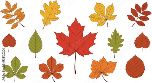 Colorful Autumn Leaf Vector Set Featuring Various Species like Maple, Oak, and Birch Leaves for Fall Season and Nature Background Design