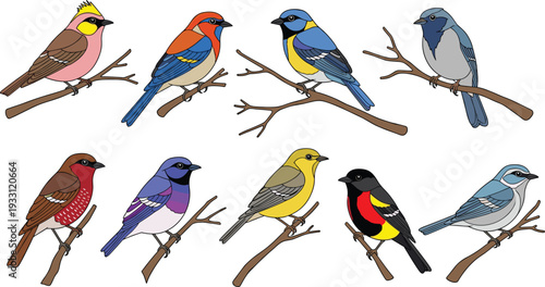 Colorful Songbirds Vector Set Featuring Nine Unique Small Birds Perched on Tree Branches Isolated on White Background in Hand Drawn Style
