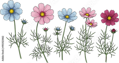 Beautiful colorful cosmos flower illustration set featuring blue pink and purple blossoms with green stems and buds isolated