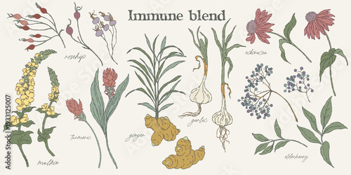 Hand drawn botanical set of immune tea herbs