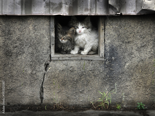 Stray Kittens Wet from Rainstorm Hiding in Opening in Building o