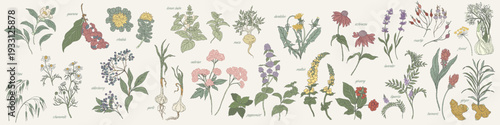 Hand drawn Herbal Blend Medicinal Plants Set