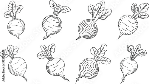 Beetroot line icon set, fresh whole and sliced beet vegetable outline vector illustration collection for organic food design
