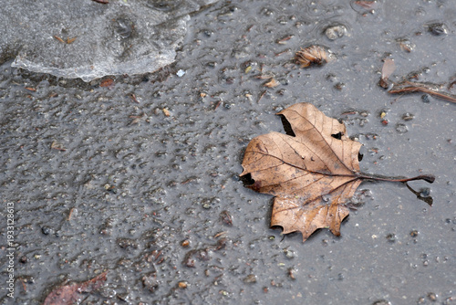 фотографія Autumn leaf rests on a rainy sidewalk in a quiet moment