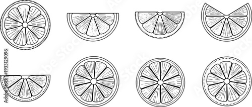 Detailed citrus slice engraving style icon set with lemon and orange segments vintage line art vector illustration