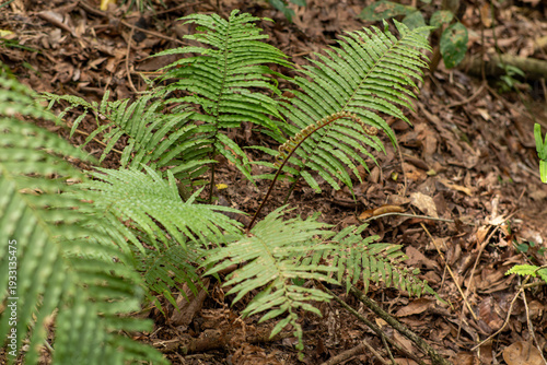 Tablou pe pânză Green fern fronds growing on forest floor with leaf litter