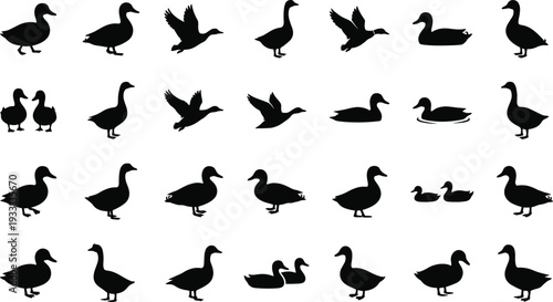 Collection of 25 duck silhouettes in diverse poses including standing, walking, swimming, flying, and paired positions for wildlife illustration, behavior study, and creative design projects