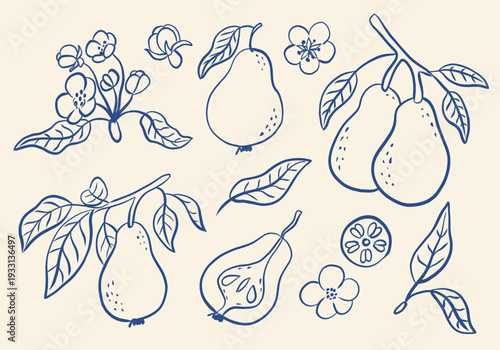 Hand drawn retro set with pears. Set sketches with whole pears, cut in half, branch and flowers.
