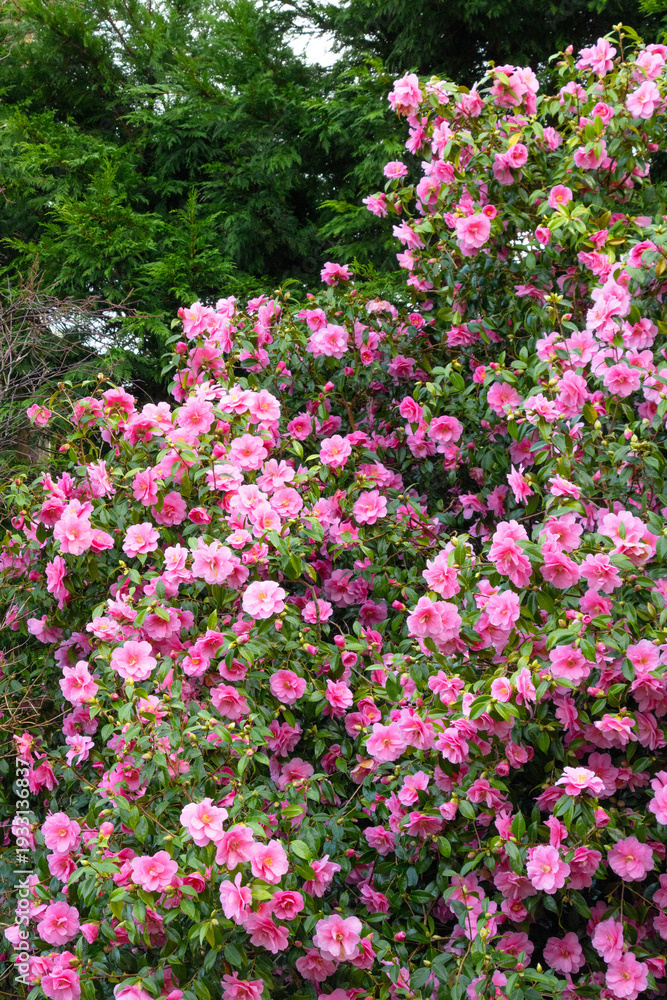 Fototapeta premium Bushes of blooming pink camellia, flowering winter garden plant, vertical shot