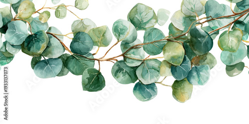 Eucalyptus branch with round green leaves painted in soft watercolor style, forming a botanical border element ideal for backgrounds, invitations, and natural designs
