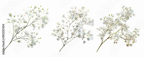 Delicate baby's breath flowers watercolor illustration creating an elegant floral decoration motif, perfect for wedding invitations, greeting cards, and romantic design elements