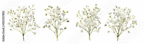 Gypsophila baby's breath with clusters of tiny white blooms and slender green stems, forming delicate bouquets for wedding, floral design and elegant, airy compositions on white background