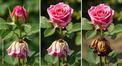 Pink rose displays stages from bud to bloom to wilting in three panels.