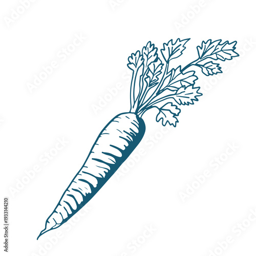 Hand drawn vector sketch Illustration of carrot.
