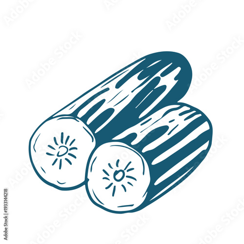 Hand drawn vector sketch Illustration of Two zucchini.