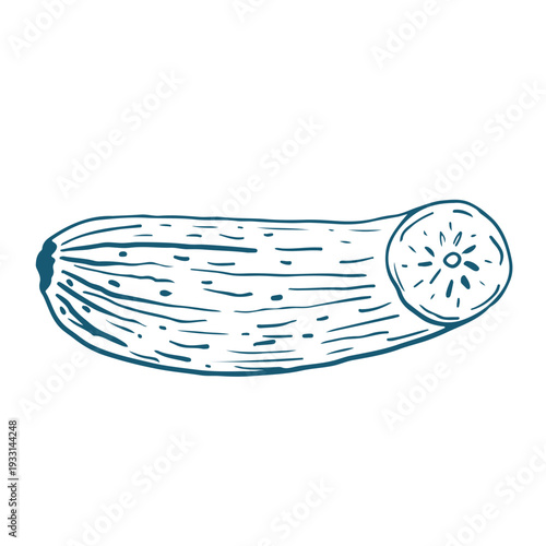 Handdrawn vector sketch Illustration of zucchini.