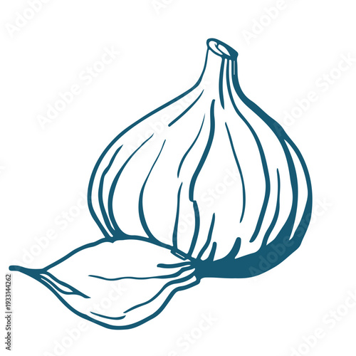 Handdrawn vector sketch Illustration of garlic.