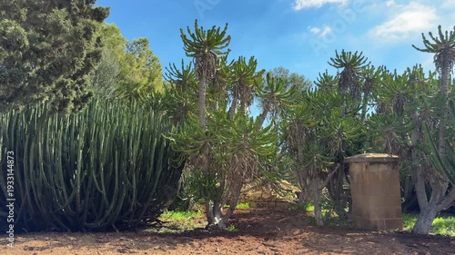 Group of large candelabra trees Euphorbia ingens in a succulent garden. Unique landscape of a Maltese botanical garden with flying insects in sunbeams under a blue sky.