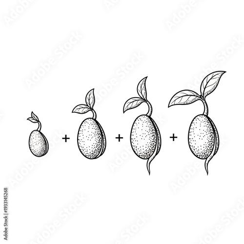 Black and white illustration of a seedling growth stages with leaves