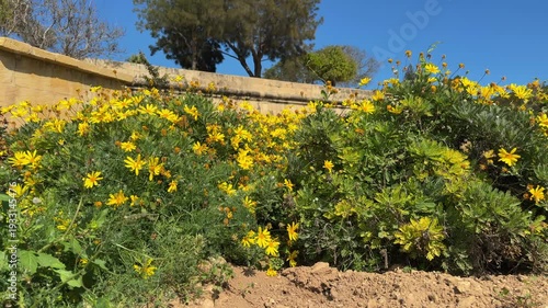 Lush green bushes of Euryops pectinatus with bright yellow flowers and flying insects against a stone wall in Malta's botanical garden. Sunny Mediterranean spring landscape.