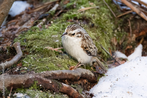 Eurasian treecreeper