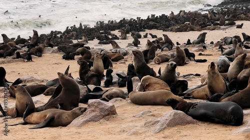A colony of fur seals on the coast of the South Atlantic Ocean in Namibia.