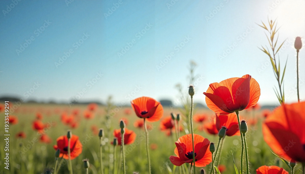 Fototapeta premium Sunlit Red Poppies Blooming in Open Meadow Under Clear Blue Sky