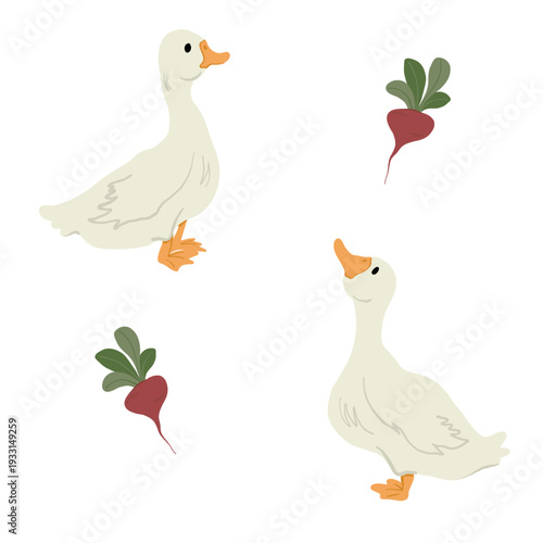Cute vector illustration set with white geese and red beetroot in soft pastel colors. Hand drawn cartoon style farm animals and vegetables isolated on light background. 