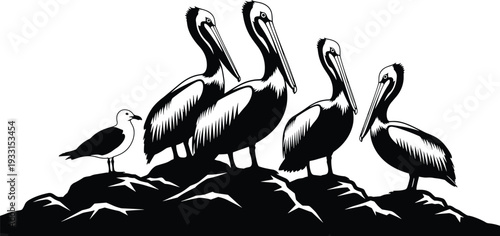 Black and white vector illustration of a group of pelicans and a seagull perched on a coastal rock formation for nautical maritime decor.