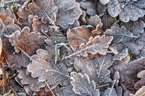 Photography Frozen Oak Leaves