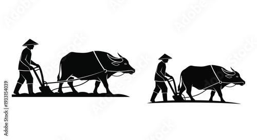 Farmers plowing fields with water buffalo a striking black silhouette