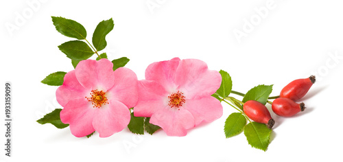 Dog rose branch with berries