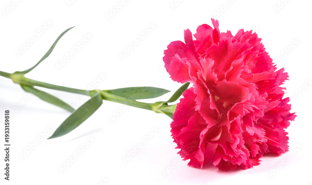 Fototapeta premium Pink carnation flower