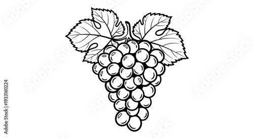 black and white illustration of grapes