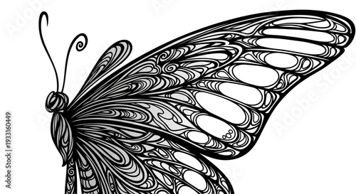 black butterfly with intricate patterns on wings