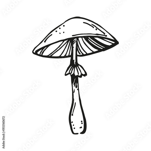 monochrome vector toadstool, mushrooms, wild forest plant, toxic autumn boletus, hand drawn sketch of mystic potion, witchcraft, black, white illustration of poisonous lamellar mushrooms, fairy tale