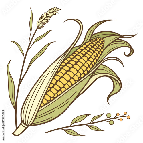 Single ripe corn ear with organic leaf curves ear of corn 1