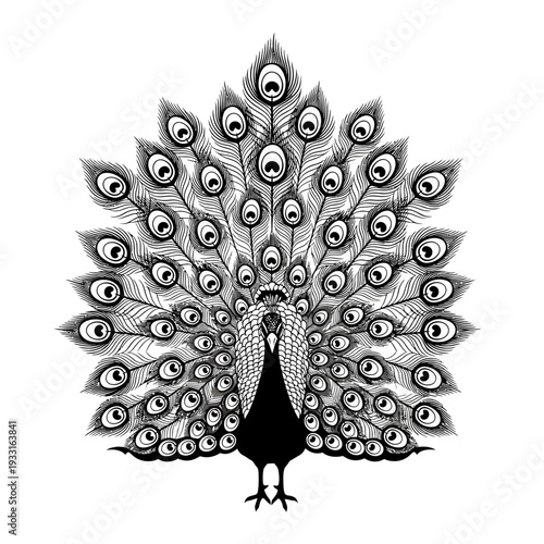A black and white illustration of a peacock with its feathers spread