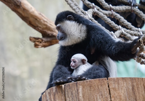 Photography Colobus guereza - baby