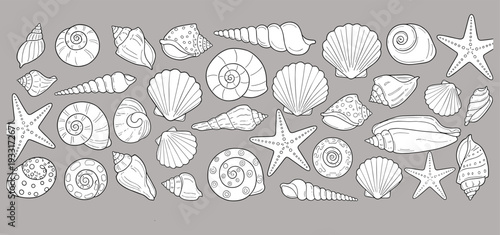 Seashell, collection, outline, marine, ocean, shell, starfish, beach, nautical, summer, nature, decorative, illustration, vector, coastal, pattern, aquatic, design, set, clipart