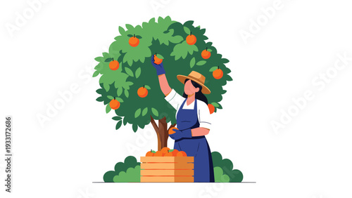 Female farmer in a straw hat and apron harvesting ripe oranges from a tree into a wooden crate, depicting fruit picking and agricultural work in an orchard.