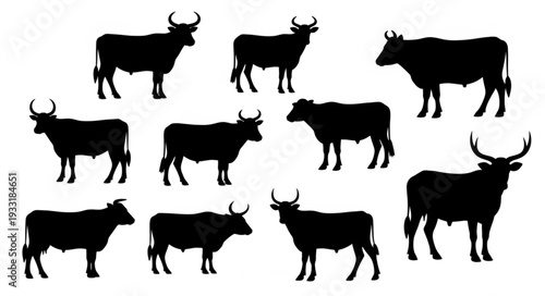 Silhouette of Cows Standing Together.