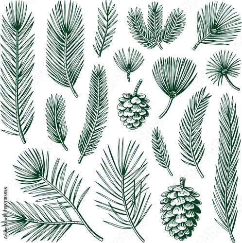 A collection of hand drawn pine needles and natural pinecones in a dark green outline on white