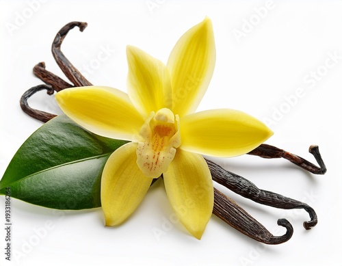 vanilla flower with pods and leaves isolated on a white background