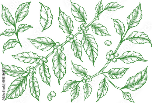 Detailed green outlines of coffee plant branches with leaves and ripe coffee beans on a white surface