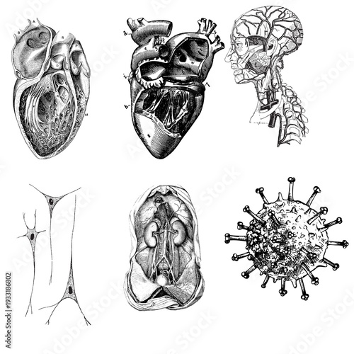 Body Bacteria Course icon