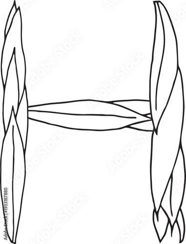 Doodle style letter H drawn with tea leaves. Hand drawn black line art, simple sketch, raw tea leaves arranged in shape of H , organic texture, white background